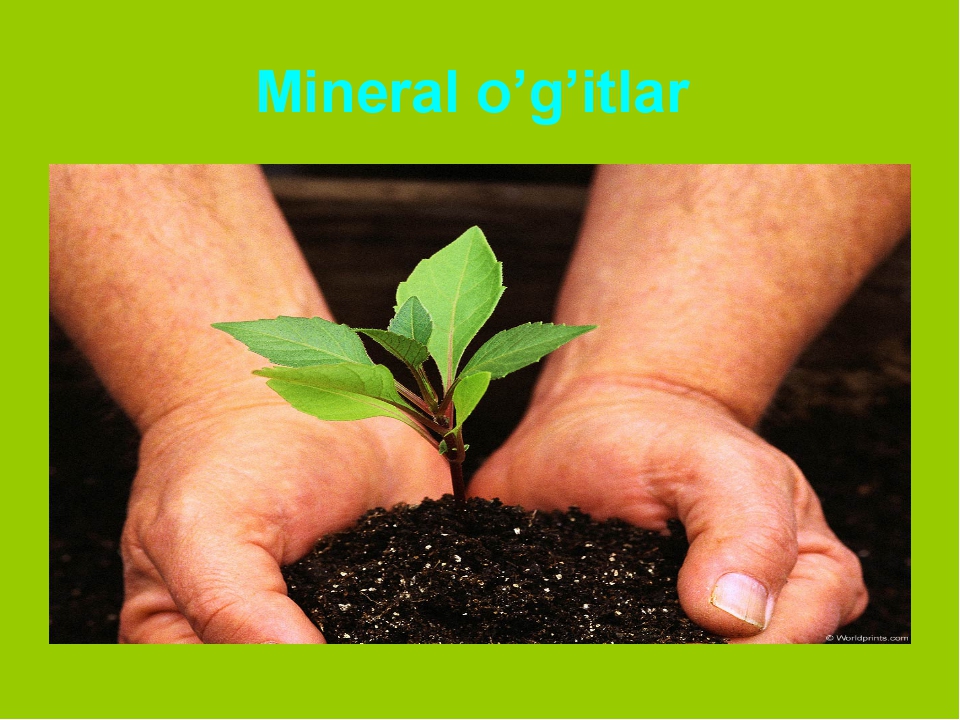 Mineral o’g’itlar Mineral o’g’itlar