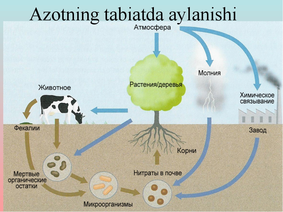 Azotning tabiatda aylanishi Azotning tabiatda aylanishi