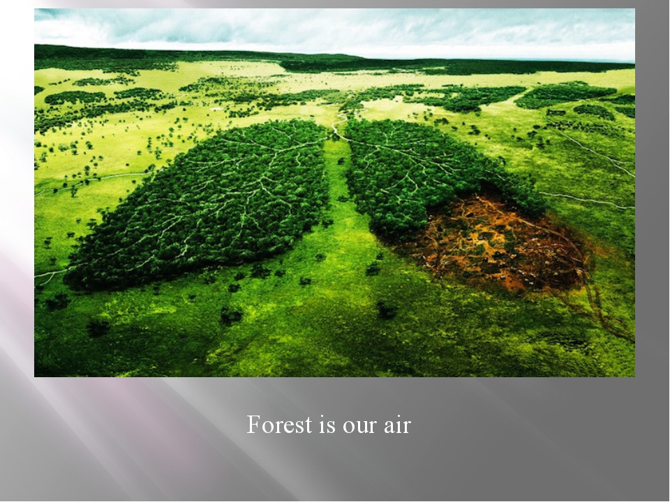 Forest is our air Forest is our air