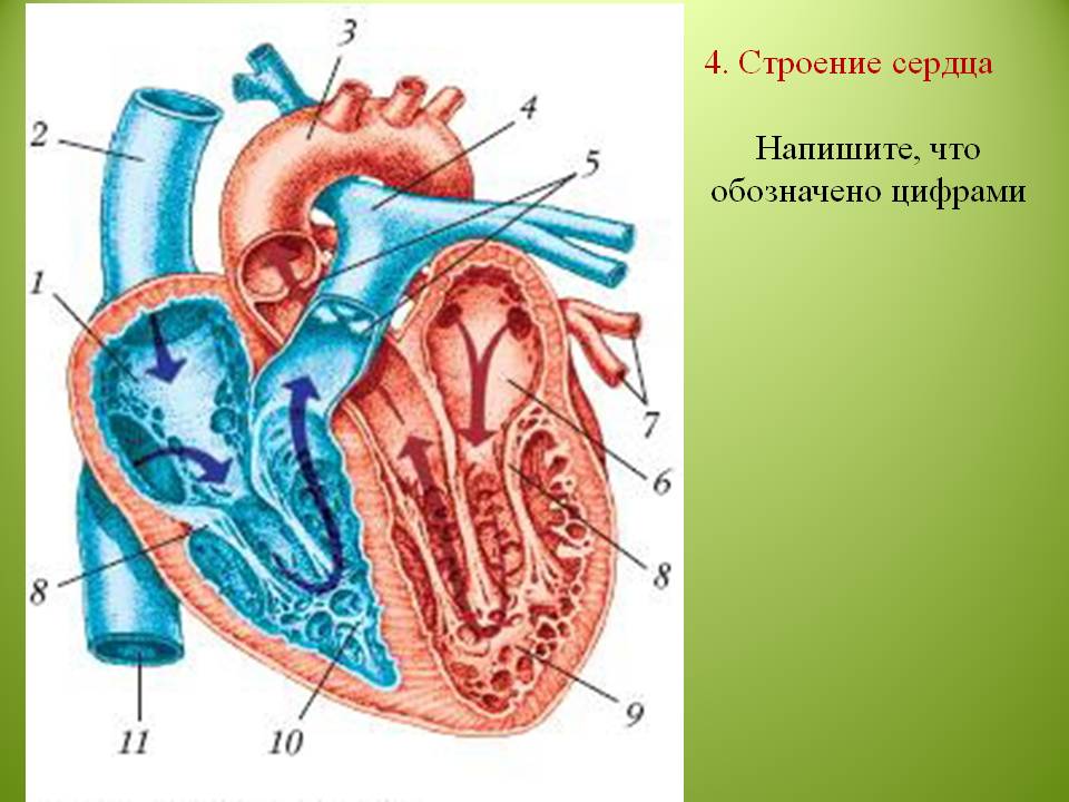 Биология схема сердца