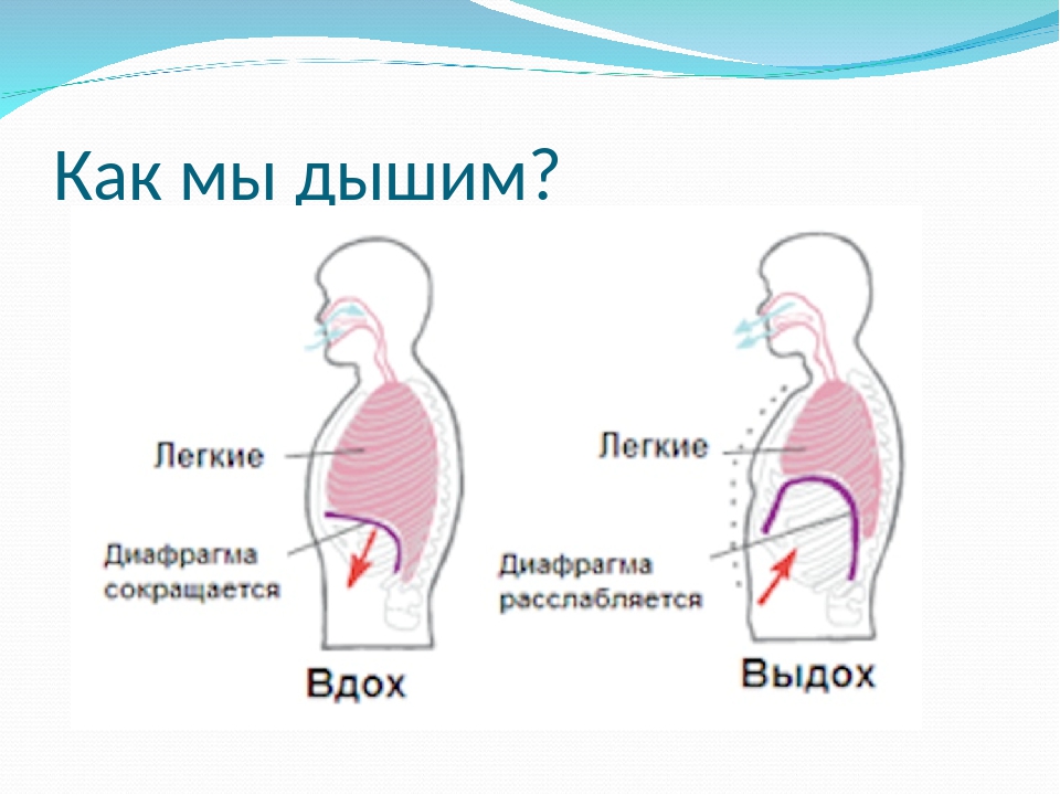 Выдох давление в легких