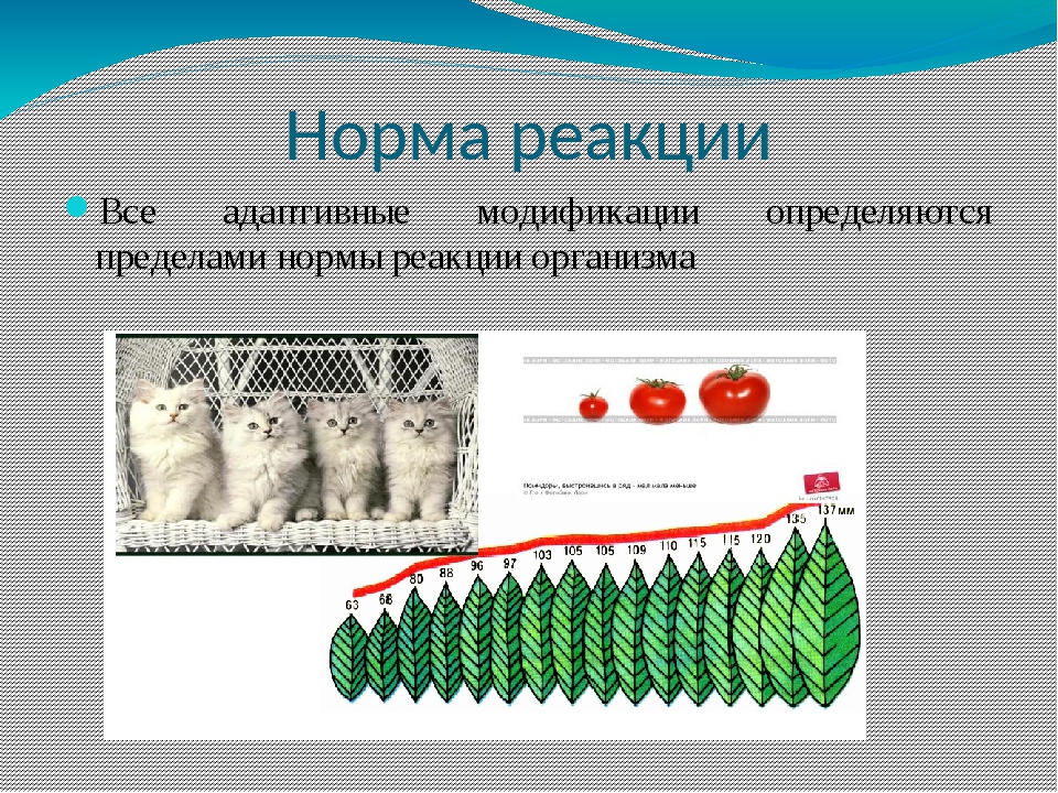 Изучение модификационной изменчивости. Практическая работа - презентация онлайн