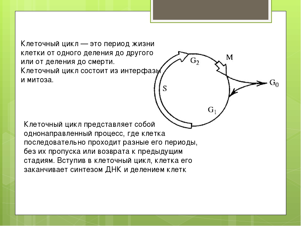 Машинный цикл это