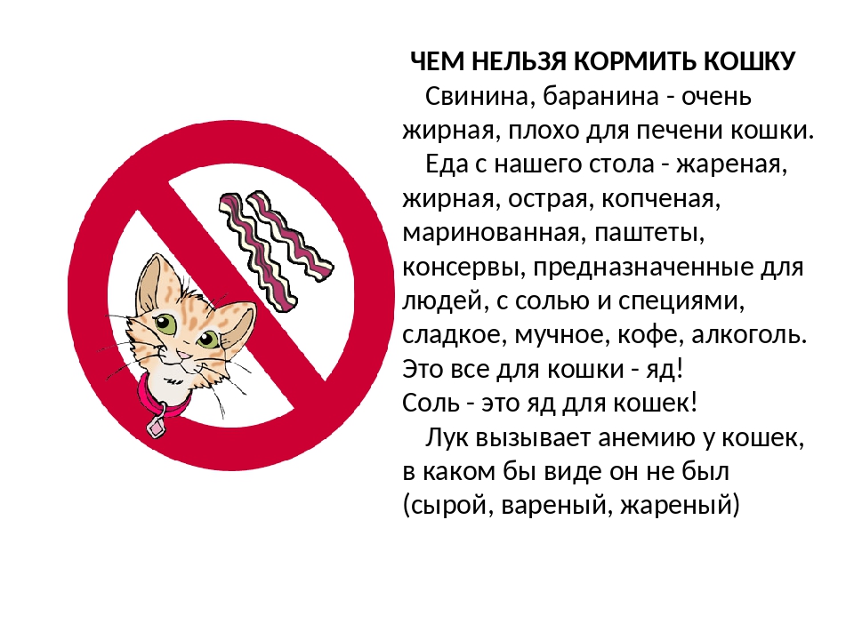 выступление что нельзя есть кошкам категорически картинки этом сериале мне
