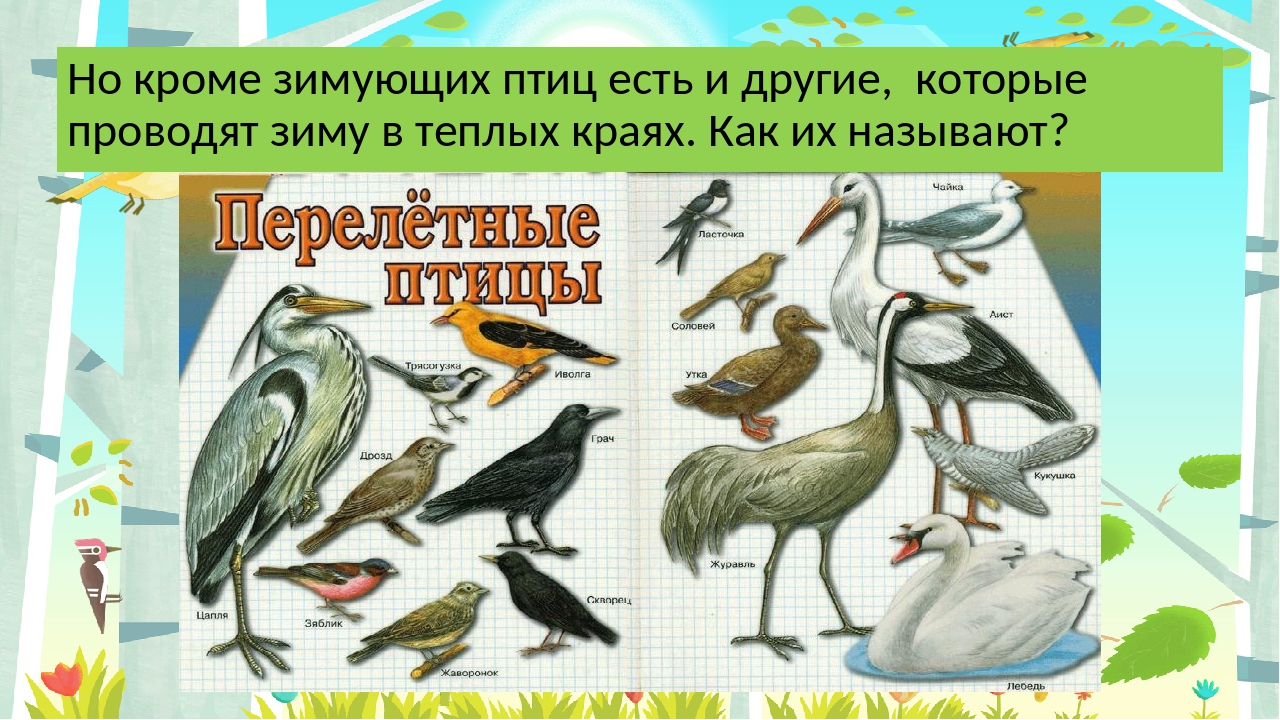 где зимуют птицы 1 класс окружающий мир школа. где зимуют птицы 1 класс окр мир. зимующие птицы названия. презентация птицы 1 класс. где зимуют птицы.