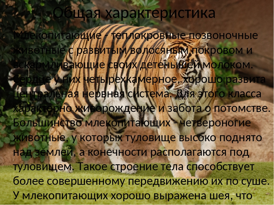 Презентация по теме млекопитающие общая характеристика 7 класс биология