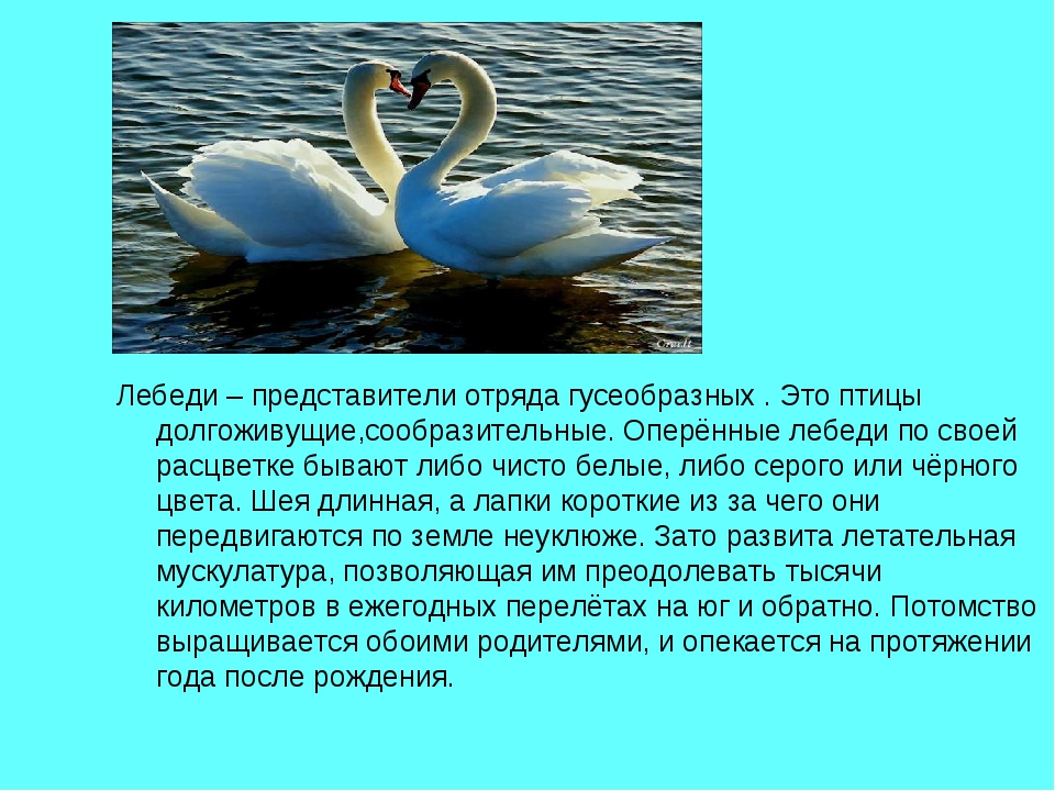 Лебедушка есенин кратко. Лебёдушка Есенин 4 класс. Есенин презентация Лебедушка. Лебедь отряд. Стих лебёдушка 4 класс.