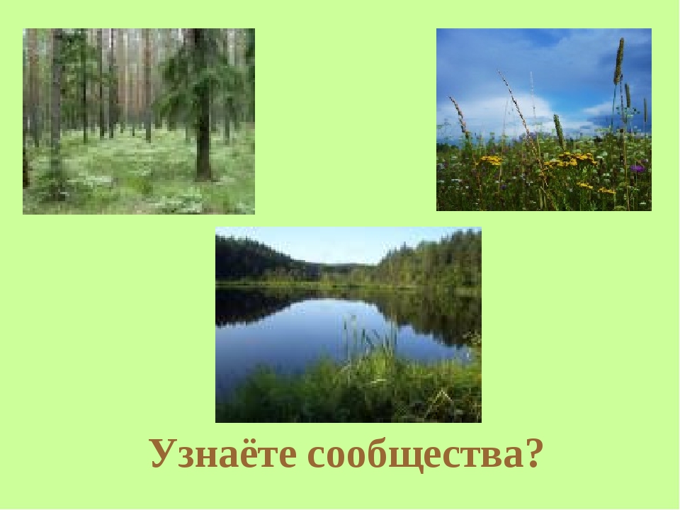 природное сообщество окружающий мир. природные сообщества. природный. название природного сообщества. природное сообщество окружающий мир.