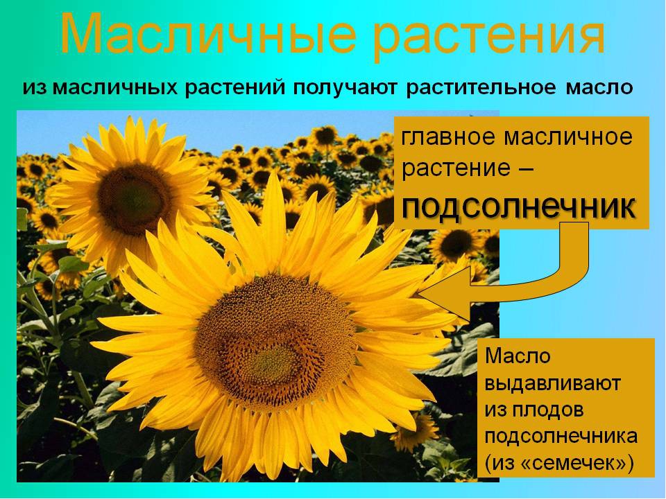 Подсолнух план рассказа