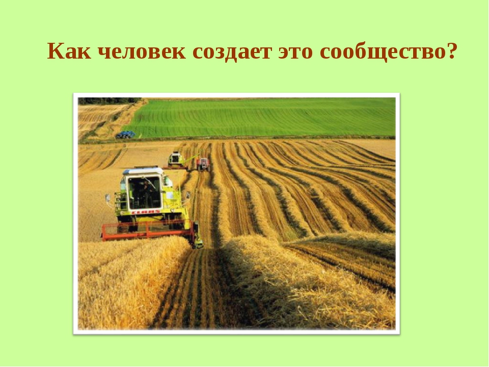Презентация поли