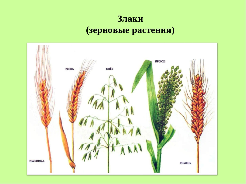 Приведи примеры зерновых культур