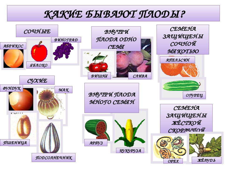 Разные типы плодов