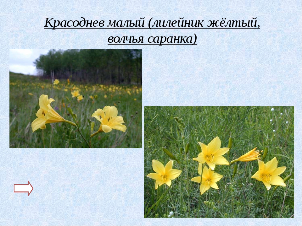 Растения забайкальского края внесенные в красную книгу. Красоднев малый красная книга Забайкальского края. Красоднев малой сообщение. Растения из красной книги Забайкальского края. Красоднев малый фото и описание