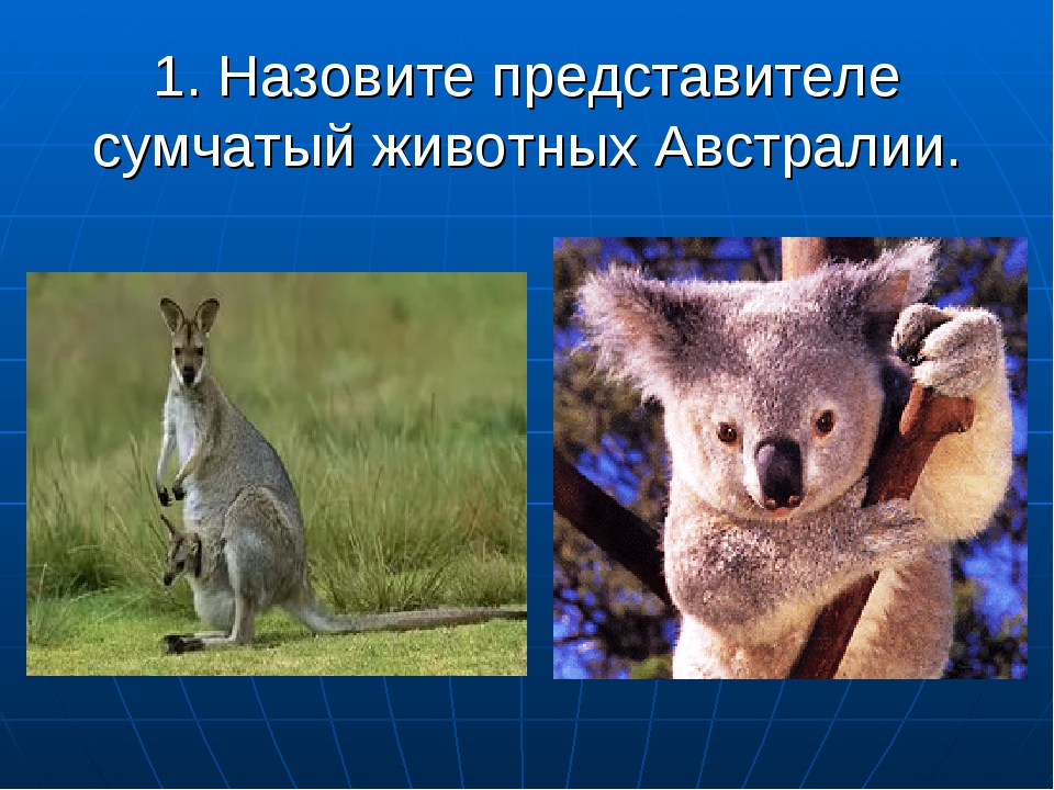 география животные австралии. утконос. презентация на тему животные австралии. животные австралии презентация. удивительные животные австралии презентация.