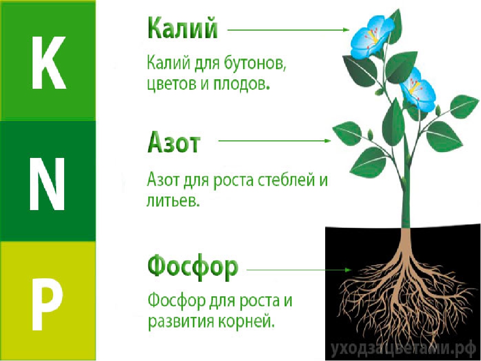 Роль калия в жизни растений презентация