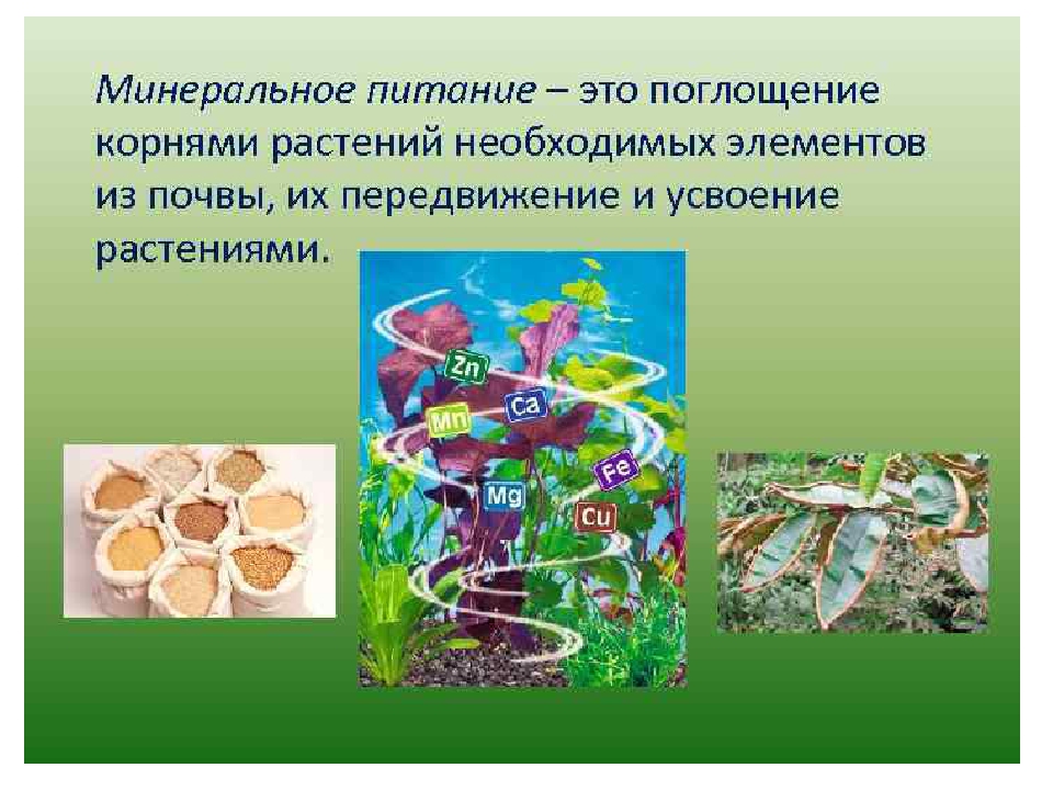 что такое минеральное питание растений ответ