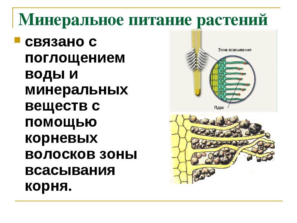 Минеральное питание клеток. Минеральное питание растений. Минеральное питание растений схема. Схема минерального питания. Минеральное и Корневое питание растений.