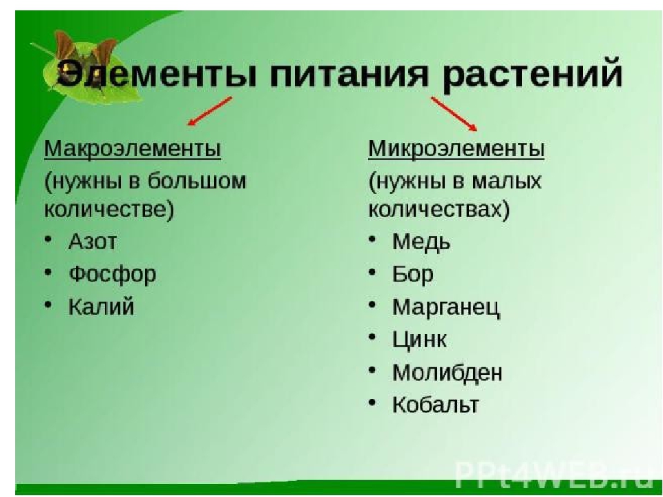 Питание растений фосфор. Макроэлементы для растений. Микроэлементы питание растений. Элементы питания растений микроэлементы и макроэлементы. Элементы необходимые растениям.