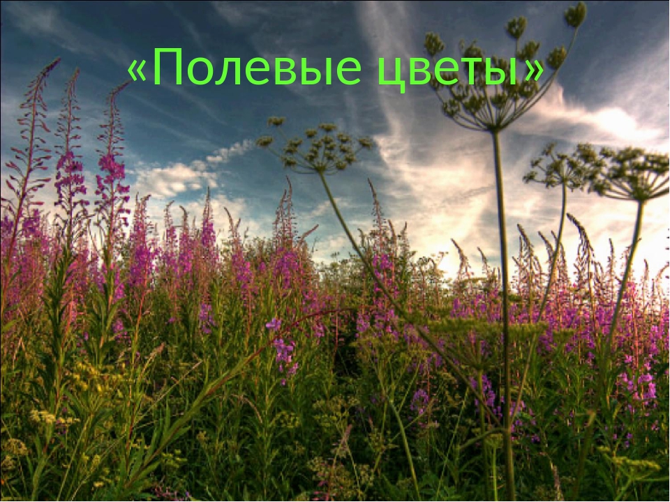 Р‘СѓРЅРёРЅ РїРѕР»РµРІС‹Рµ С†РІРµС‚С‹