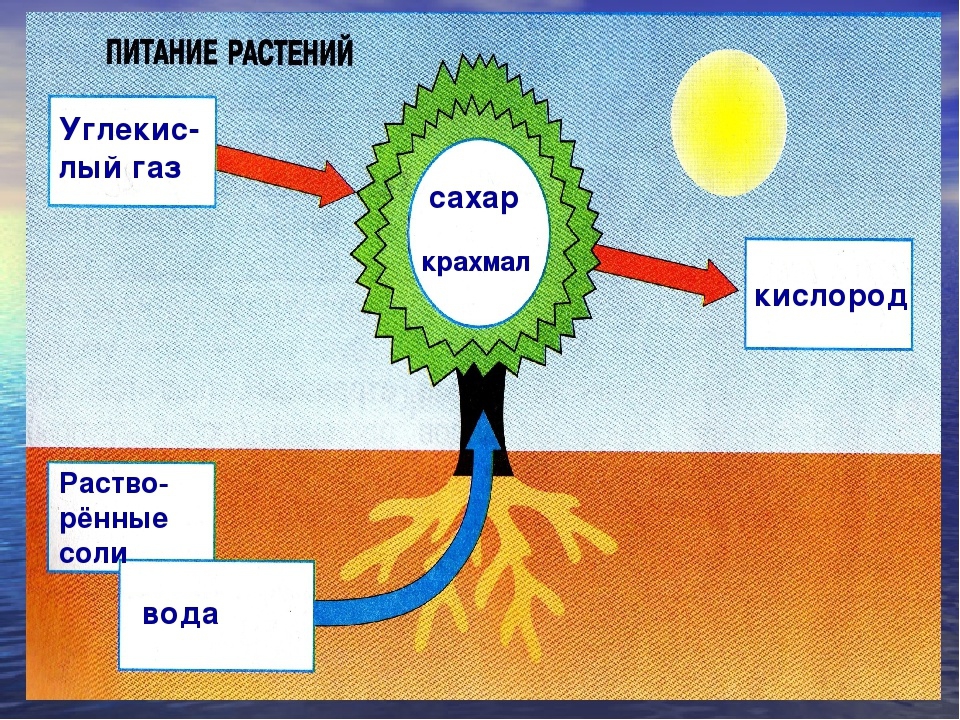 Схема дыхания растений