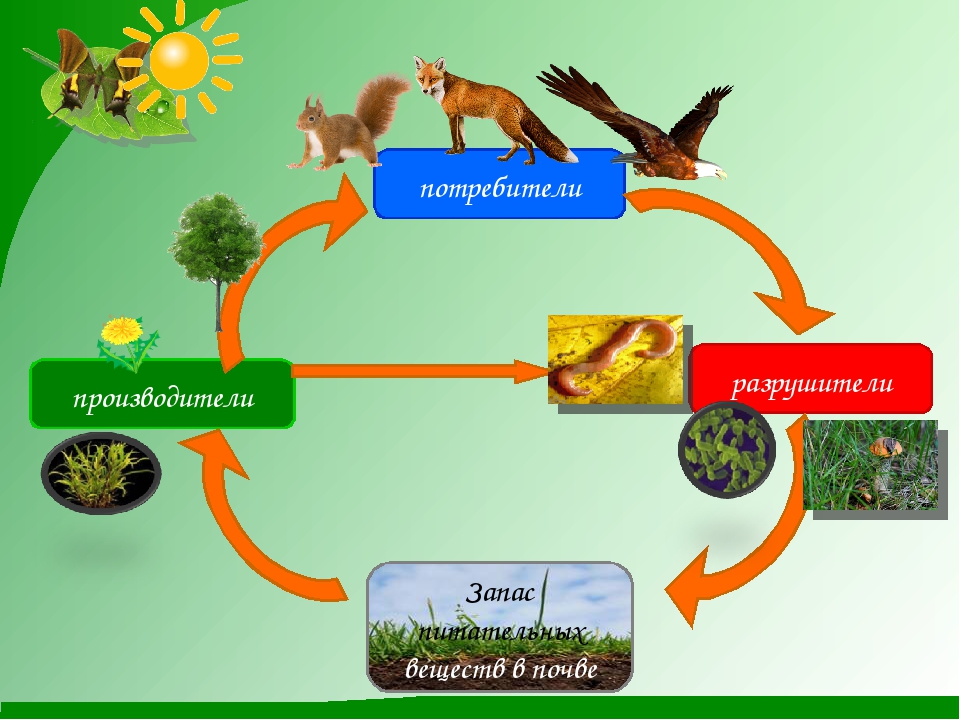 Роль производителей в природе. Круговорот веществ в природе 3 класс окружающий мир схема. Круговорот веществ производители потребители Разрушители. Схема круговорота веществ 3 класс окружающий мир. Цепь питания Великий круговорот жизни.