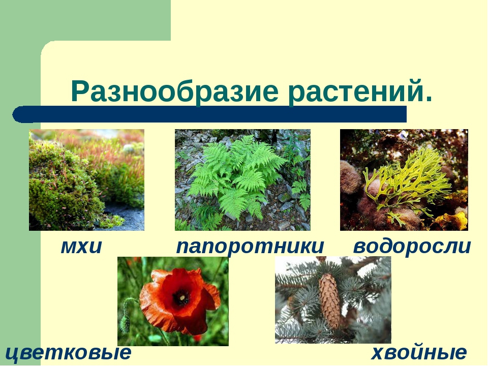 Презентация растительный мир 1 класс