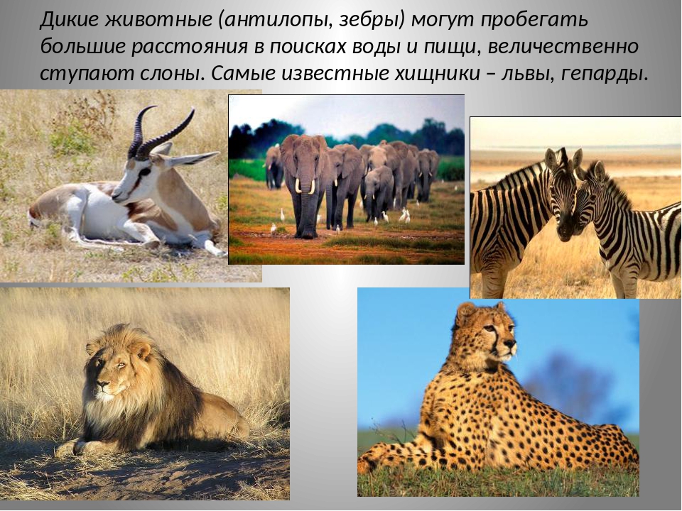 информация о животных саванны. намибия сафари. звери африки. серенгети танзания заповедник. животные тёплых стран.