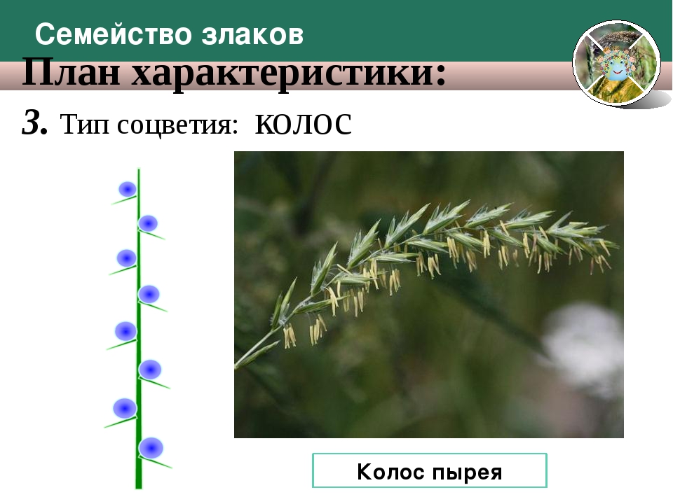 Соцветие злаков. Семейство злаковые соцветие кисть. Соцветие Колос семейство злаковые. Тип соцветия семейства злаковых. Тип соцветия Колос.