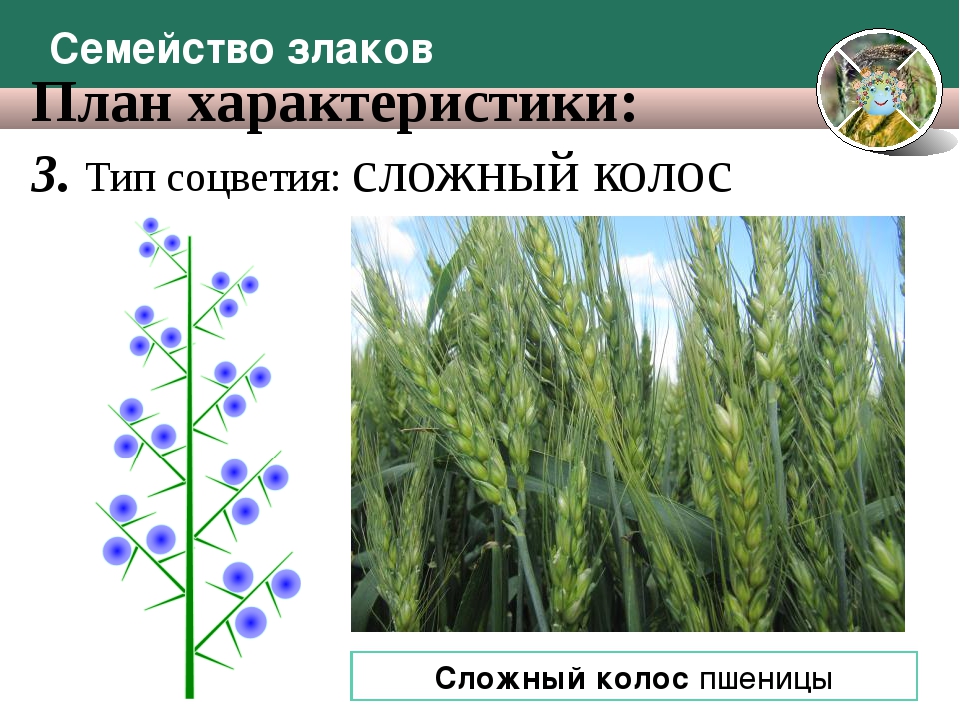 Количество злаковых. Семейство злаковые соцветие Колос. Семейство злаки Мятликовые соцветие. Соцветие сложный Колос характерно. Соцветие злаки Мятликовые.