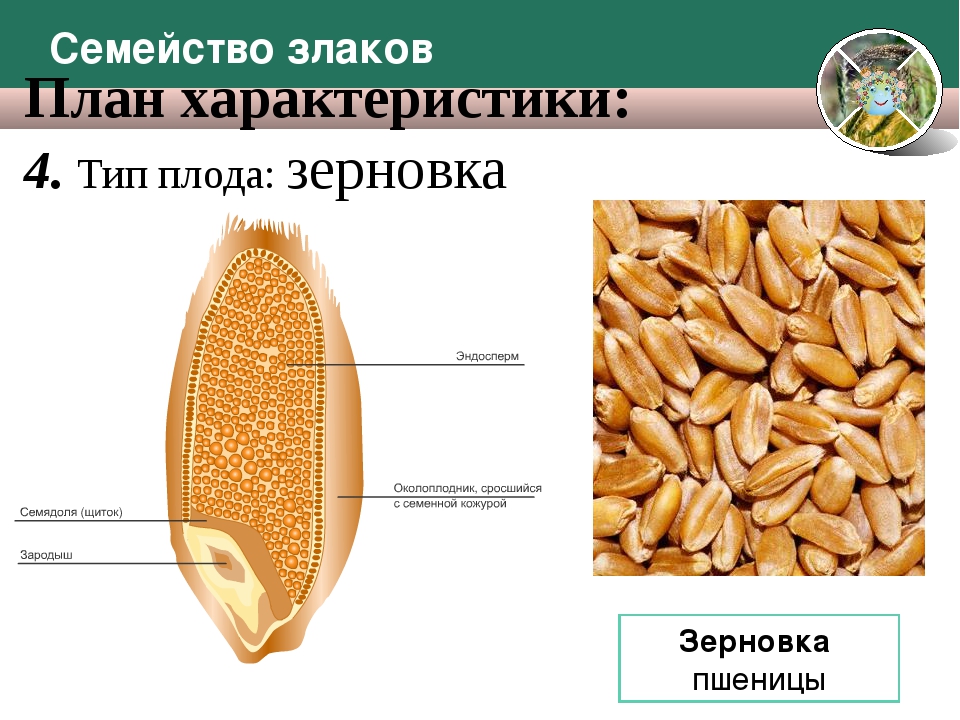 Строение плода зерновки злаковых. Озимая пшеница Зерновка. Плод Зерновка строение. Строение семени зерновки пшеницы. Околоплодник подсолнечника