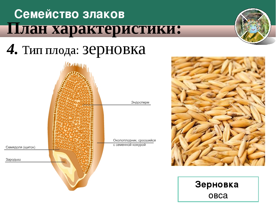 Строение цветка овес