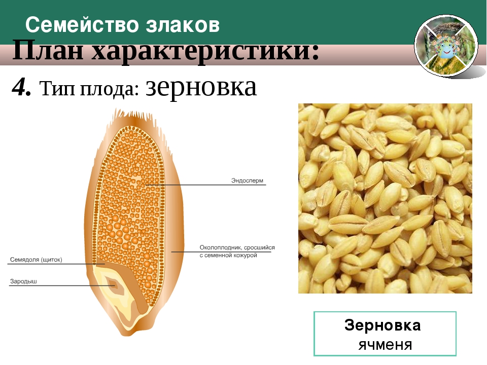 Злаковые плоды. Плод Зерновка семейства злаки. Строение зерновки злака. Плод Зерновка семядоля. Строение плода зерновки злаковых.
