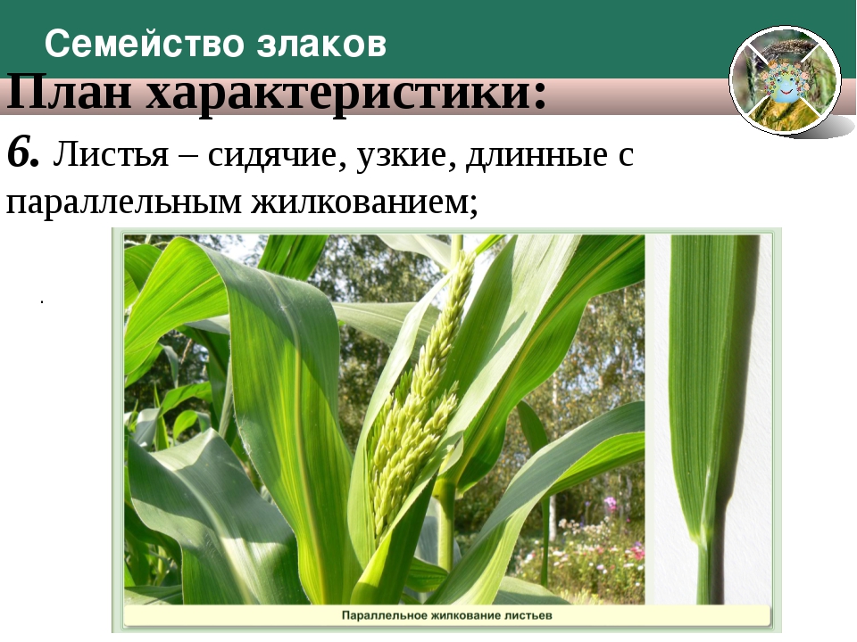 Листья злаков. Семейство злаковые жилкование листьев. Злаковые Мятликовые строение. Семейство злаки характеристика листа. Листья длинные с параллельным жилкованием