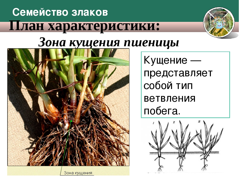 Пшеница тип корневой. Кущение побега. Фаза кущения злаков. Узел кущения злаков. Фаза кущения зерновых.
