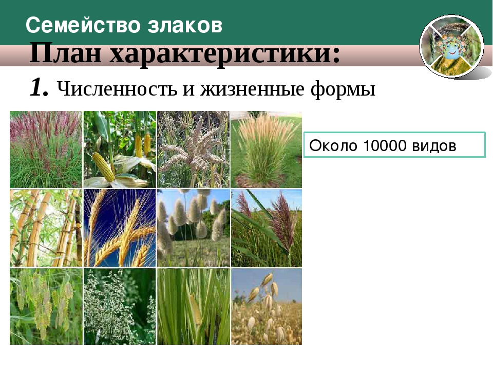Жизненная форма мятликовых. Злаковые Мятликовые строение. Однодольные злаковые представители. Семейство Мятликовые (злаковые) – Poaceae ( Gramineae). Характеристика семейства злаковые.