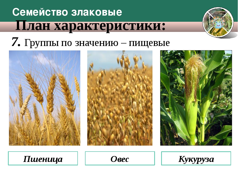 Пшеница является растением. Семейство злаковые. Культурные злаки. Семейство злаки представители. Злаковые фото с названиями.