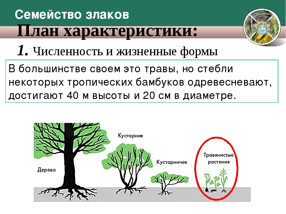 Жизненная форма злаковых растений. Семейство злаковые жизненные формы. Жизненные злаковых жизненные формы. Жизненные формы растений злаки.