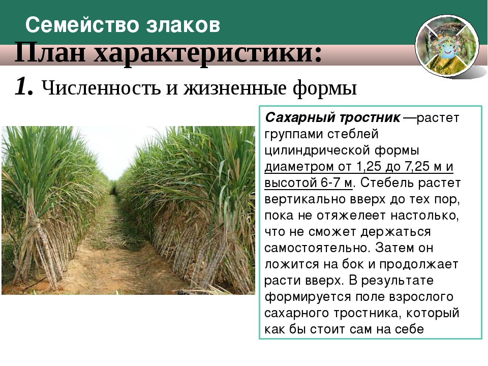 Жизненная форма мятликовых. Семейство однодольных злаковые жизненная форма. Семейство злаки жизненные формы таблица. Семейство злаковых сахарный тростник. Характеристика семейства злаков.