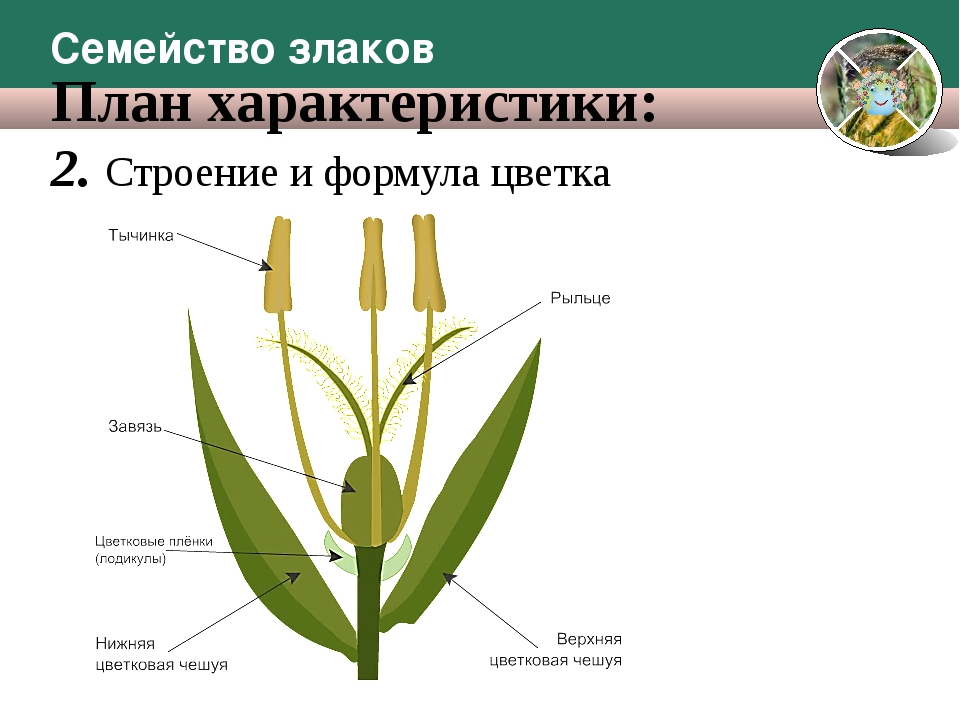 Какая формула цветка семейства злаки. Генеративные органы злаков схема. Генеративные органы злаковых ЕГЭ. Семейство злаковые строение цветка. Строение цветка злаковых.