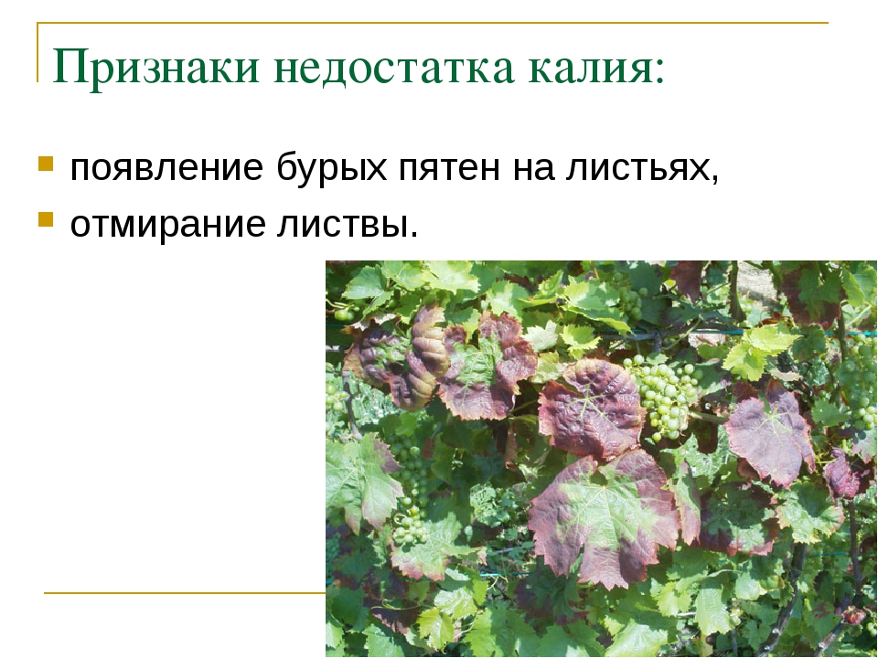 признаки дефицита калия. нехватка калия симптомы у женщин. недостаток калия симптомы. недостаток калия симптомы. нехватка калия и магния в организме симптомы у мужчин.
