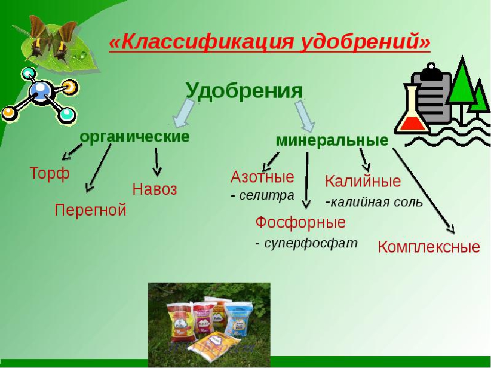 Классификация растений презентация 6 класс пасечник