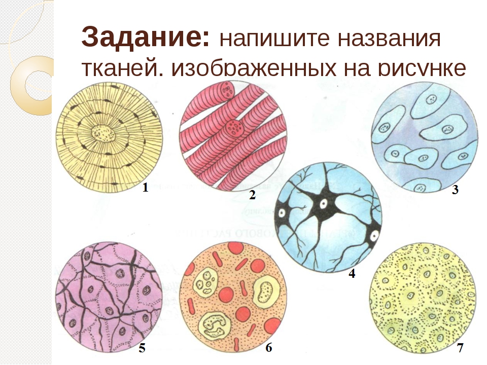 Назовите изображенные на рисунке ткани. Ткани животных. Животные ткани. Ткань в клетку. Ткани животного организма.