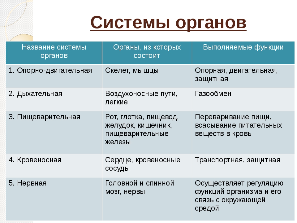 Органы имеющие разное происхождение но выполняющие одинаковые. Органы имеющие разное происхождение но выполняющие одинаковые