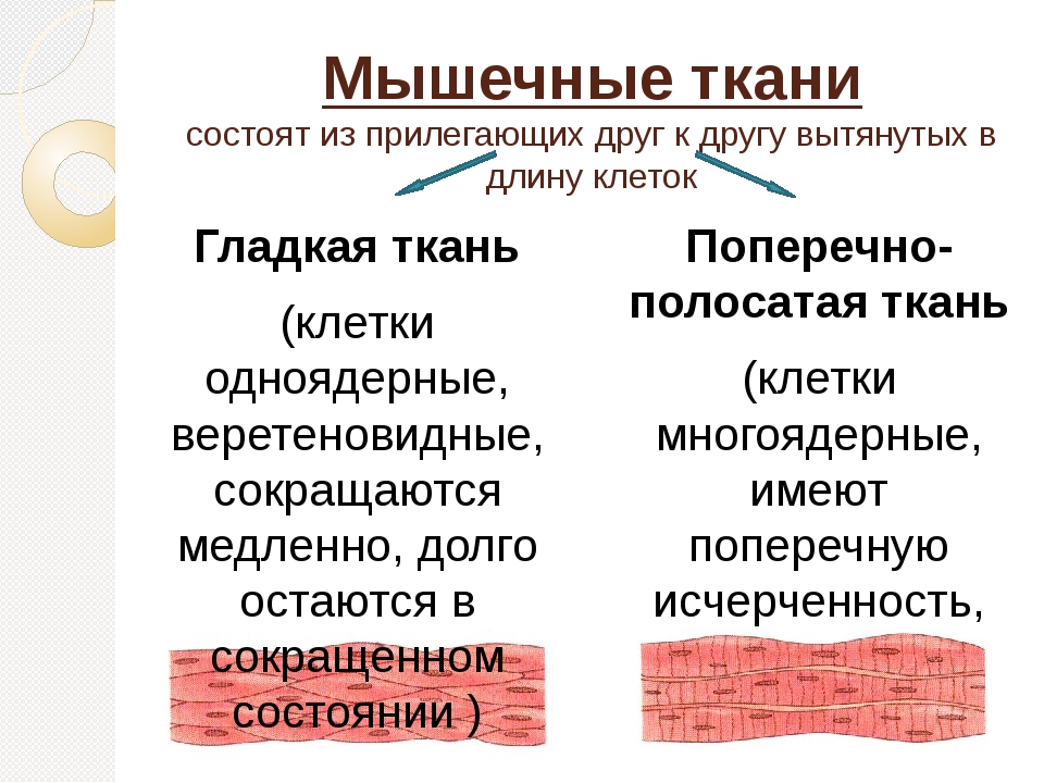 клетки плотно прилегают друг к другу какая