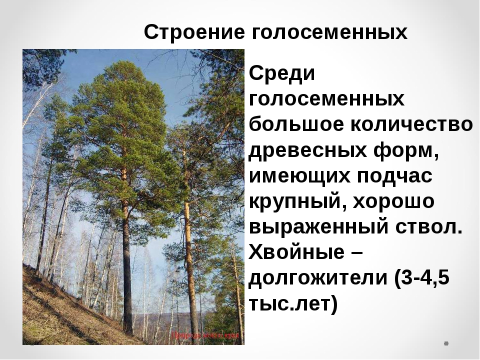 Строение голосеменных. Долгожители среди голосеменных. Строение органов голосеменных. Ствол голосеменных