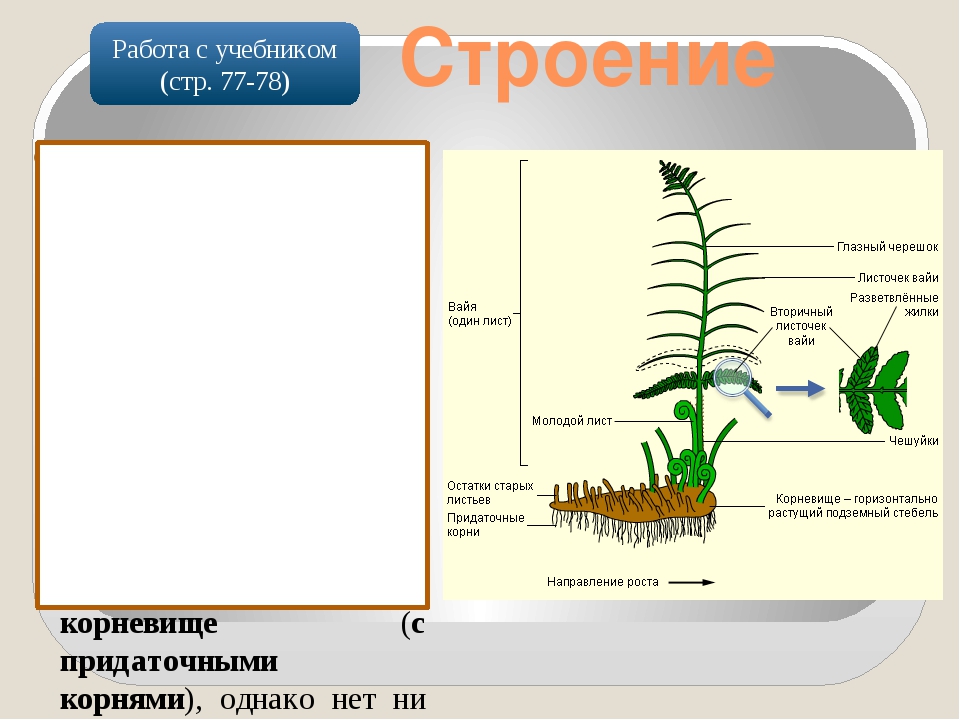 Строение спорофита папоротника. На рисунке представлено строение папоротника. На рисунке представлено строение папоротника. Папоротник щитовник мужской строение. На рисунке представлено строение папоротника.