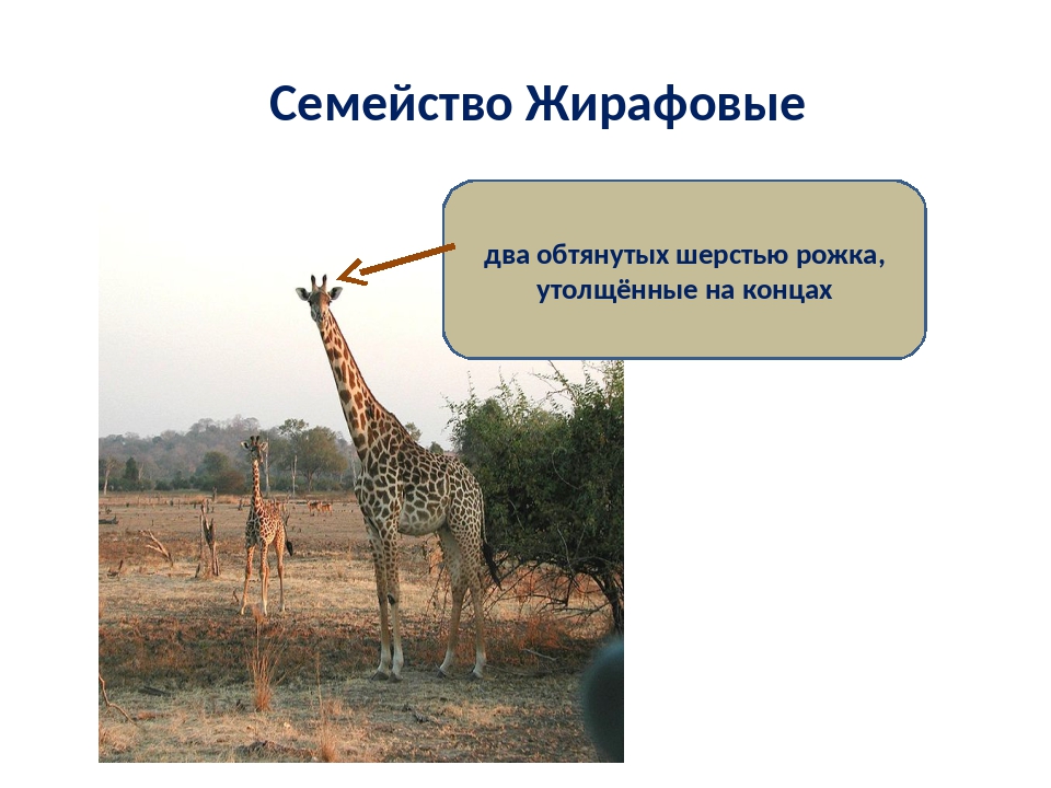 парнокопытные семейства жирафов. кордофанский жираф. подотряд жвачные. антилопа джейран. отряд парнокопытные.