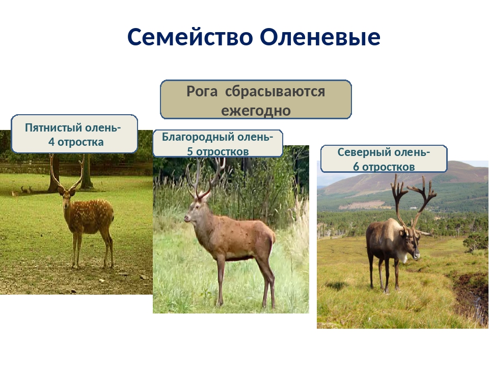 Европейский благородный олень. Виргинский олень (белохвостый олень). Семейство оленевых виды. Белохвостый олень самка. Олени представители.