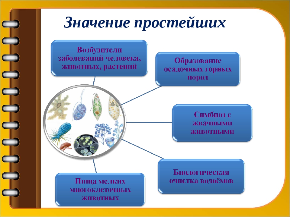 Зачем нужны простейшие организмы. Схема значение простейших. Значение простейших. Значение простейших биология. Биологическое значение простейших.