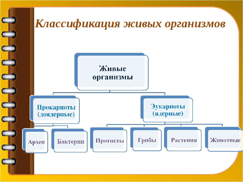 Составить классификацию выбранных организмов